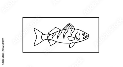 Line Art Illustration of a Striped Fish in a Rectangular Frame