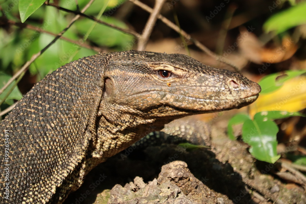 Obraz premium Asian water monitor close up (2025, Singapore)