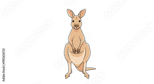 Realistic illustration of a kangaroo standing upright and looking directly forward on a plain white background.