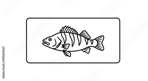 Illustration of a Perch Fish, Outline Drawing, Isolated on White Background