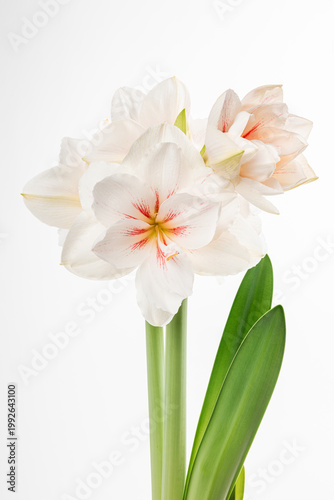 Photos white amaryllis flower isolated on white