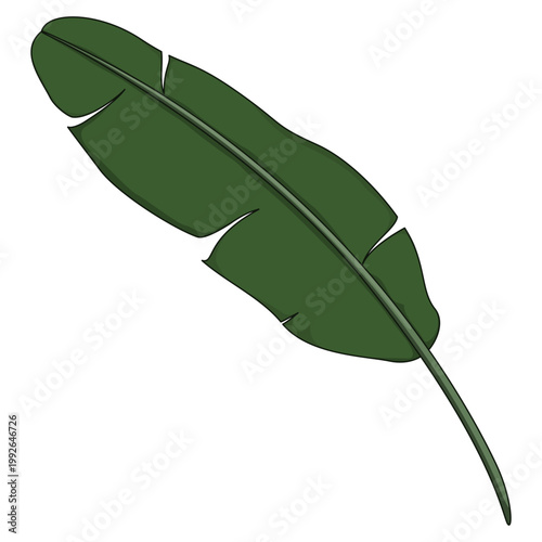 Banana leaf illustration isolated on transparent background for tropical botanical and organic designs.