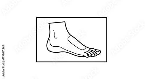 Anatomical Illustration of Human Foot with Arch and Heel Support Zones Highlighted