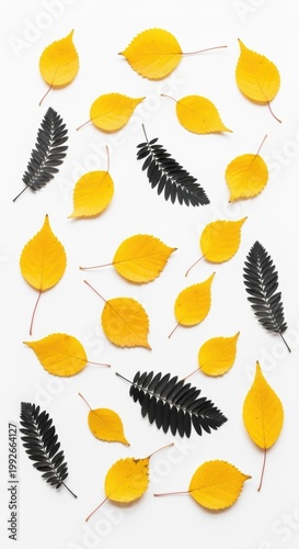 Autumn leaves and fern fronds in a natural, artistic arrangement on a light background isolated on white background