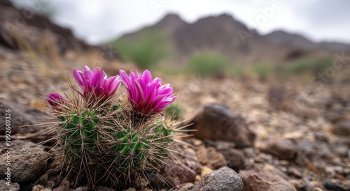 Vibrant Pink Cactus Flowers Blooming in a Rugged Desert Landscape