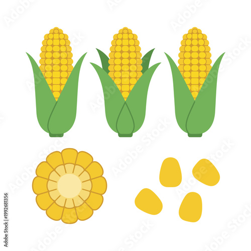 Flat vector illustration of fresh corn cobs, sliced corn, and kernels. Perfect for food, agriculture, and healthy eating designs