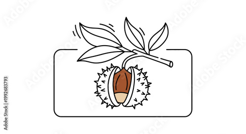 Hand-drawn illustration of a chestnut on a branch with leaves, open spiky shell revealing the nut inside, isolated on white background.