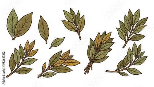 Bay Leaves Branches and Herb Bundle Illustration Set Laurel Leaf Botanical Collection