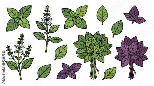 Basil Leaves Green and Purple Herbs Bundle and Flower Illustration Set Fresh Herbal Collection