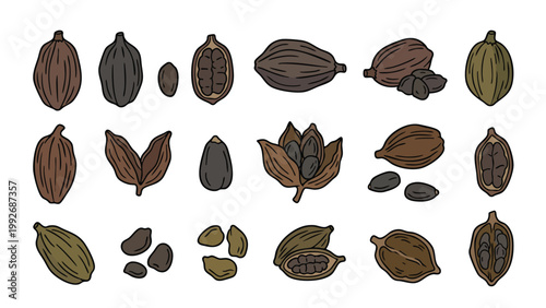 Black Cardamom Pods Seeds and Split Capsule Illustration Set Spice Botanical Collection