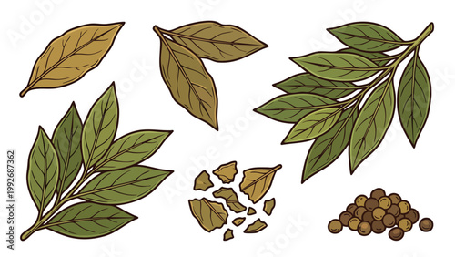 Bay Leaves Whole Dried Crushed and Branch Illustration Set Laurel Spice Botanical Collection