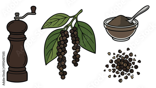 Black Pepper Grinder Peppercorn Plant and Ground Spice Illustration Set Botanical Collection