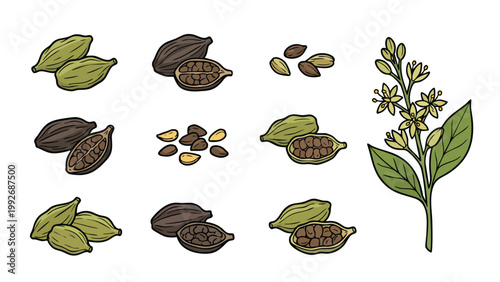 Green and Black Cardamom Pods Seeds and Plant Illustration Set Aromatic Spice Collection