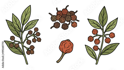 Cubeb Pepper Berries with Plant Branch Hand Drawn Botanical Illustration
