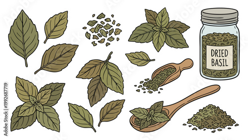 Dried Basil Leaves Hand Drawn Herb Illustration Set