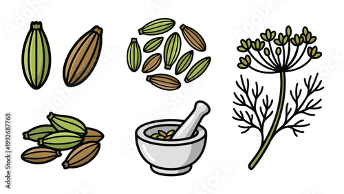 Fennel Seeds with Herb Flower Hand Drawn Spice Illustration