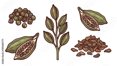 Grains of Paradise Seeds and Pods Hand Drawn Spice Illustration