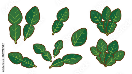 Kaffir Lime Leaves Set Hand Drawn Citrus Herb Illustration