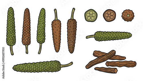 Hand Drawn Long Pepper and Spice Pods Set