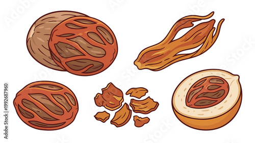 Hand Drawn Nutmeg and Mace Spice Set