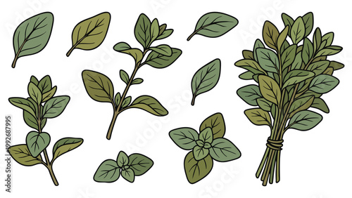 Hand Drawn Marjoram Leaves and Herb Sprigs Set