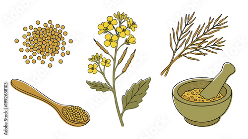 Hand Drawn Mustard Seeds and Yellow Mustard Plant Illustration Set
