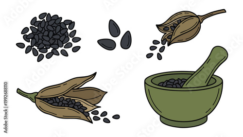 Hand Drawn Nigella Seeds (Black Cumin) and Seed Pods Illustration Set