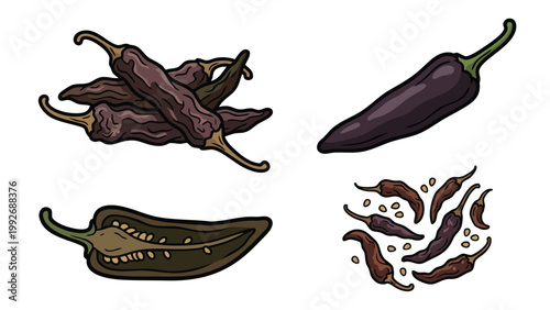Hand Drawn Pasilla Pepper and Dried Chili Illustration Set
