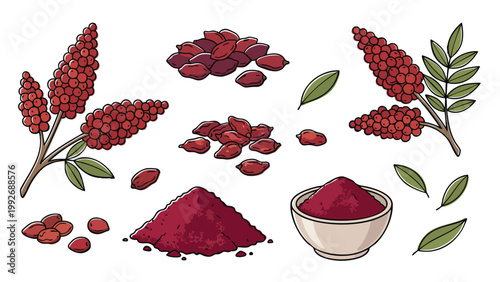 Sumac Spice Illustration Set with Berries Powder and Leaves