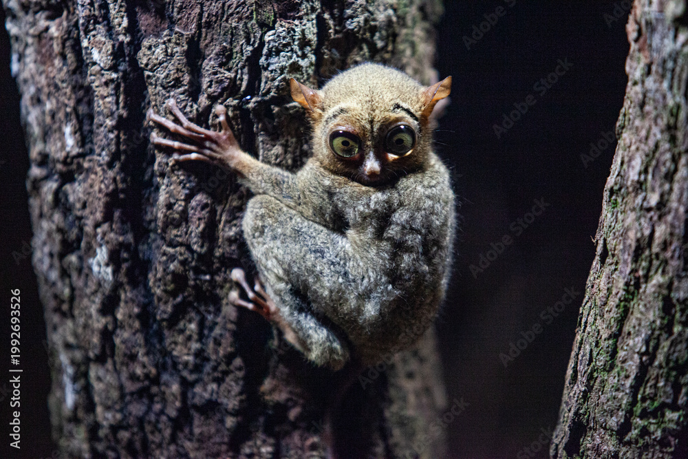 Obraz premium Tarsius