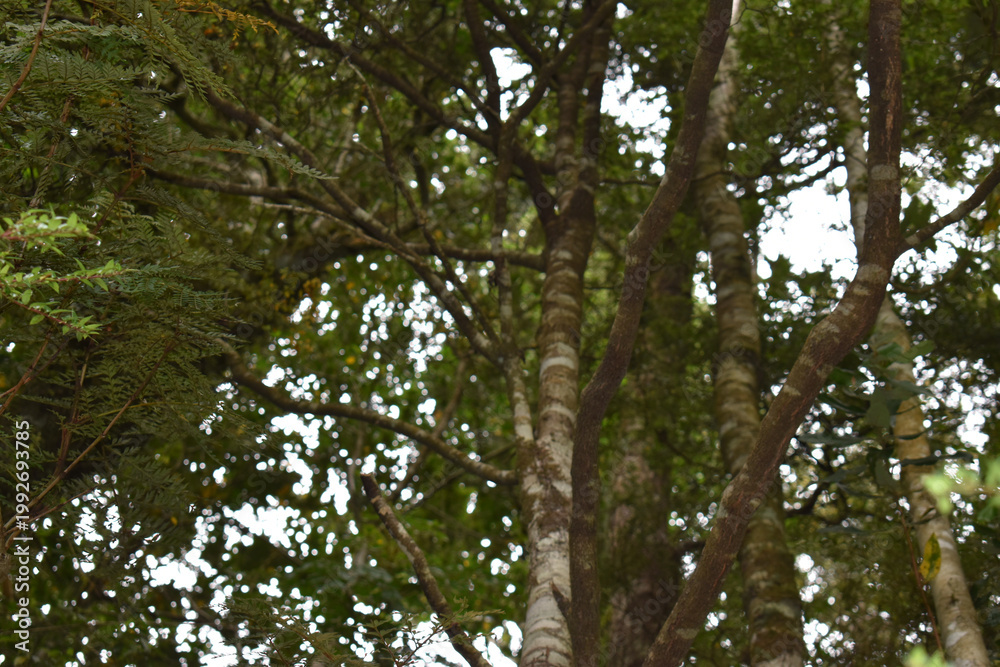Fototapeta premium Bird perched on top of a tree