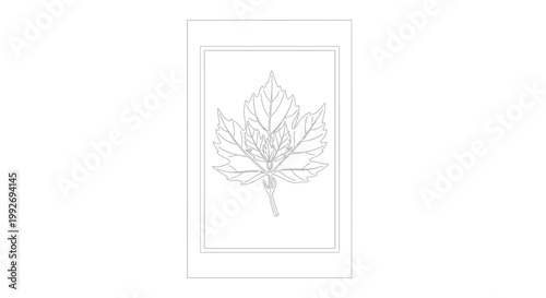 Detailed Outline Drawing of a Maple Leaf with Stem and Veins