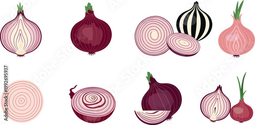 Onion vector collection with sliced rings red and white bulbs fresh vegetable food illustration set isolated