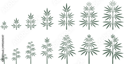 Growing stages of cannabis plant illustration
