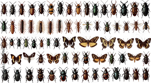 Large insect collection with beetles butterflies centipedes and bugs detailed wildlife set realistic vector illustration isolated design