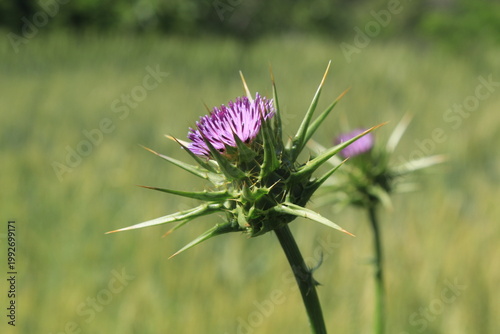 Milk Thistle (Silybum marianum) and  its spiny bracts and purple flower head. 