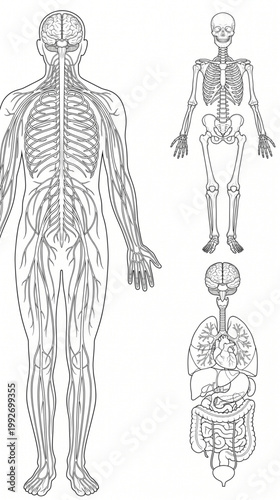 Human Body Systems Line Art Set with Skeleton Nervous System and Visceral Organs
