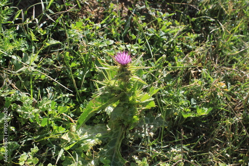  Milk Thistle (Silybum marianum) and  its spiny bracts and purple flower head. 