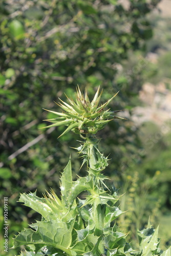  Milk Thistle (Silybum marianum) and  its spiny bracts and purple flower head. 