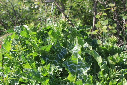  Milk Thistle (Silybum marianum) and  its spiny bracts and purple flower head. 