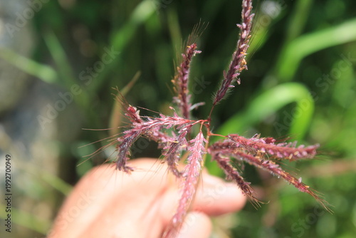 Dichanthium annulatum or the Marvel grass