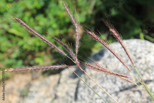 Dichanthium annulatum or the Marvel grass