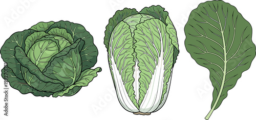 Hand drawn cabbage and napa cabbage vegetable set with whole head cut section and leaf detailed organic illustration