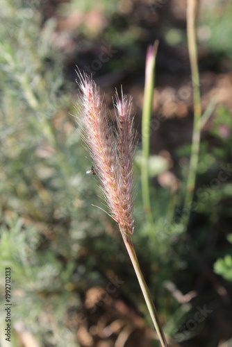 fountain grass (Cenchrus ciliaris), Dinanath grass or perennial bunch grass. 