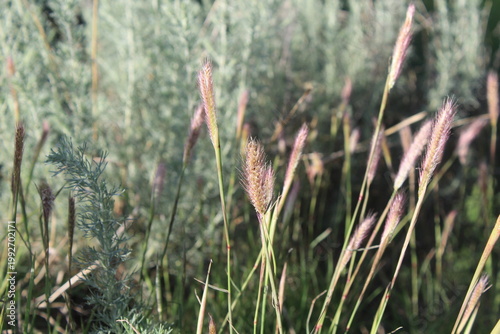 fountain grass (Cenchrus ciliaris), Dinanath grass or perennial bunch grass. 