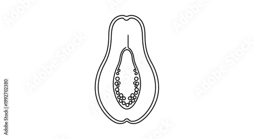 Papaya fruit cross section outline, tropical fruit, healthy food, simple line art