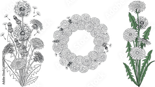 Hand drawn dandelion botanical set featuring blooming flowers, seed heads, wreath composition and green leaves isolated on white background