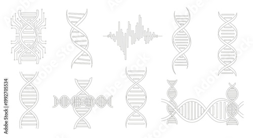 Double helix DNA molecular structure models.