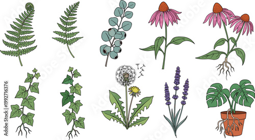 Hand Drawn Botanical Herb and Wildflower Set with Fern, Echinacea, Lavender, Dandelion, Ivy, and Monstera for Nature and Floral Art Designs