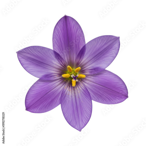 Single purple star-shaped flower with yellow center white background botanical decoration